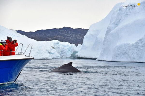 Walbeobachtung im Eisfjord bei Ilulissat
